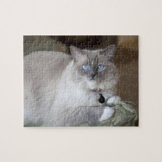 Puzzle Chatte Ragdoll (Horizontal)