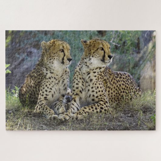 Puzzle Cheetah (Horizontal)