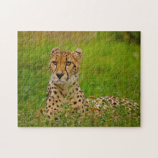 Puzzle Cheetah Big Cats. (Horizontal)