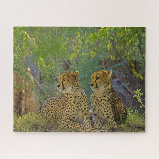 Puzzle Cheetah Big Cats. (Horizontal)