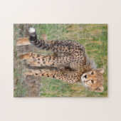 Puzzle Cheetah Cub Vous Regarde En Chemin. (Horizontal)