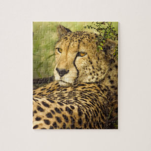 Puzzle Cheetah Leopard Photo du visage de chat
