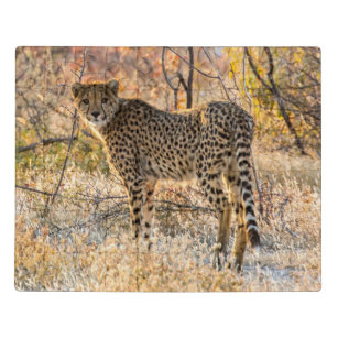 Puzzle Cheetah regardant autour
