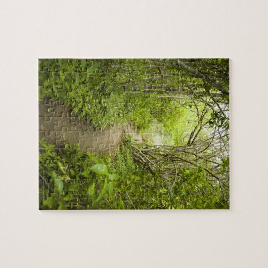Puzzle Chemin à travers la forêt (Horizontal)