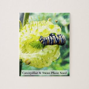 Puzzle Chenille de monarque & graine de plante de cygne 1