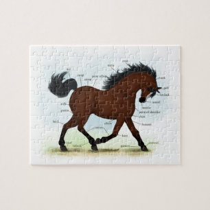 Puzzle Cheval De Baie Avec Lame Éducative Anatomique