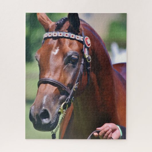 Puzzle Cheval équestre race arabe (Vertical)