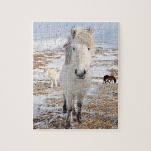 Puzzle Cheval islandais blanc, Islande (Vertical)