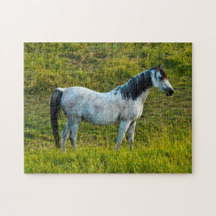 Puzzle cheval Palouse, Colfax, région de Palouse, Washing