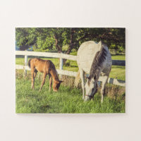 Chevaux gris et poulains surdimensionnés