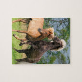 Puzzle Chevaux islandais jouant et s'élevant (Horizontal)