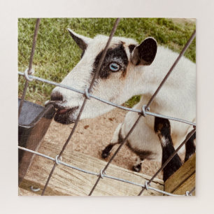 Puzzle chèvre aux yeux bleus