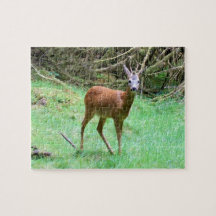 Chevreuil mâle posant faune sauvage de la forêt na