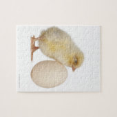 Puzzle Chick with egg (2 days old) (Horizontal)