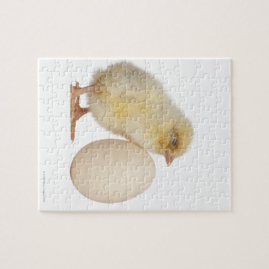 Puzzle Chick with egg (2 days old) (Horizontal)