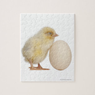 Puzzle Chick with egg (2 days old)
