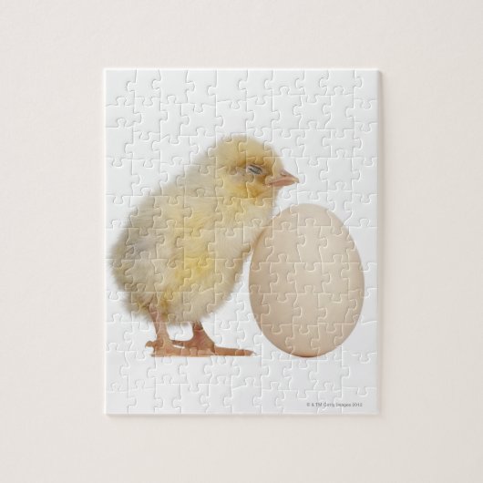 Puzzle Chick with egg (2 days old) (Vertical)