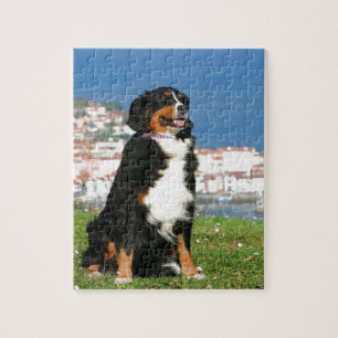 Puzzle Chien à bestiaux bernois posant sur la plage