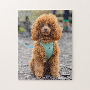 Puzzle Chien à chiots Brown de caniche