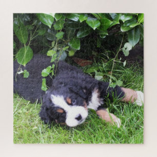 Puzzle chien, animal de compagnie, mignon, animal, race,