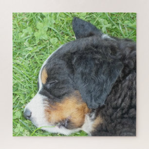 Puzzle chien, animal de compagnie, mignon, animal, race,