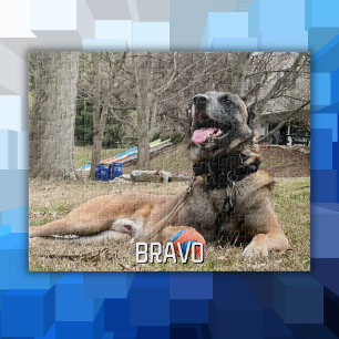 Puzzle Chien animal de compagnie photo & nom, Nuit de fam