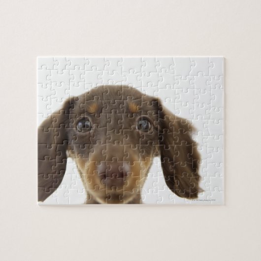Puzzle Chien blanc (brun) 2 (Horizontal)