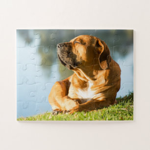 Puzzle Chien boerboel jouissant du soleil