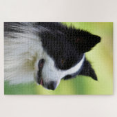 Puzzle Chien Border Collie noir et blanc (Horizontal)