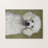 Puzzle Chien chiot blanc bouffonné (Horizontal)