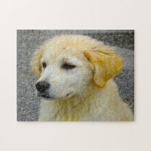 Puzzle Chien de berger de la Maremme et des Abruzzes.