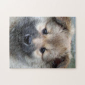 Puzzle Chien de berger islandais 2014-0803 (Horizontal)