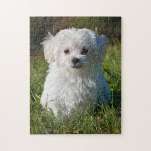 Puzzle Chien de chiot maltais blanc farci