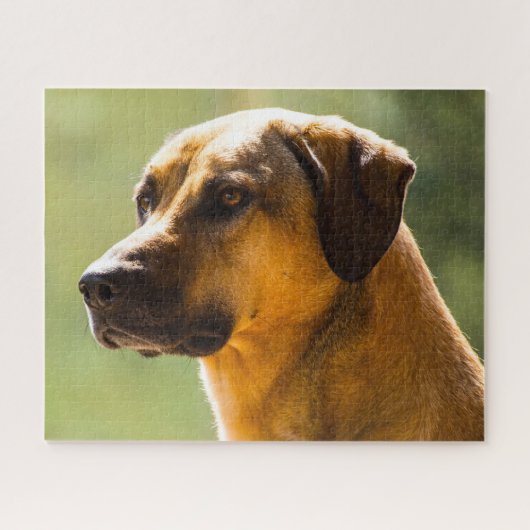 Puzzle Chien de Kangal. (Horizontal)