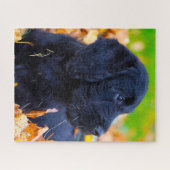 Puzzle Chien de Labradoodle. (Horizontal)