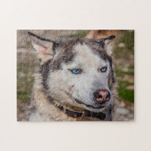 Puzzle Chien de l'Alaska Huskey.