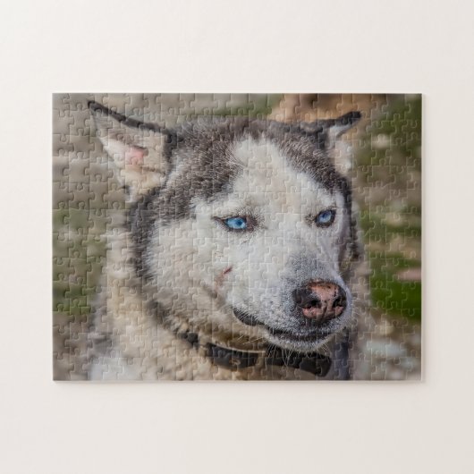 Puzzle Chien de l'Alaska Huskey. (Horizontal)
