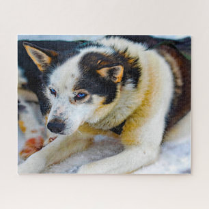 Puzzle Chien de l'Alaska Huskey.