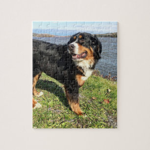 Puzzle Chien de montagne bernois