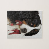 Puzzle Chien de montagne bernois (Berner Sennenhund) avec (Horizontal)