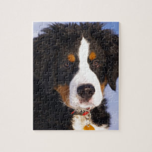 Puzzle Chien de montagne mignon bernois