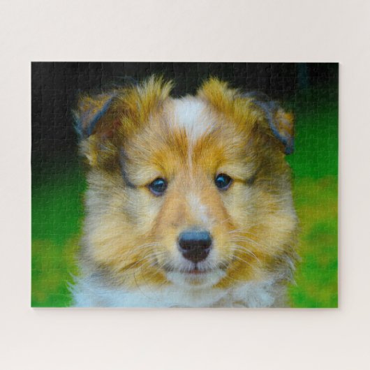 Puzzle Chien de mouton de Shetland, Jigsaw. (Horizontal)
