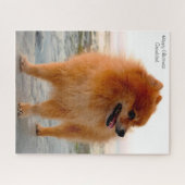 Puzzle Chien de Poméranie. (Horizontal)