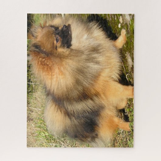 Puzzle Chien de Poméranie. (Vertical)