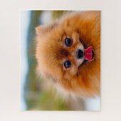 Puzzle Chien de Poméranie. (Vertical)