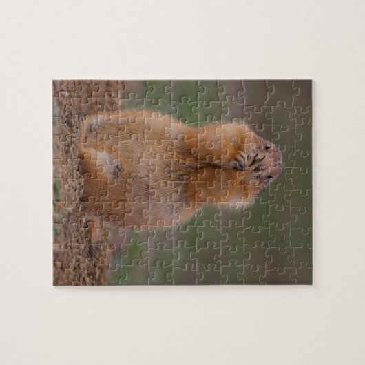 Puzzle chien de prairie (Horizontal)