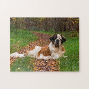 Puzzle Chien de St Bernard en automne