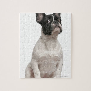 Puzzle Chien de taureau français (5 mois)