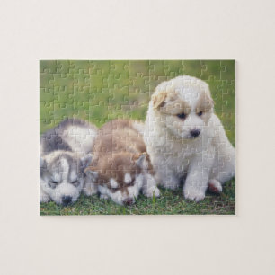 Puzzle Chien de traîneau sibérien ; Une race de chien