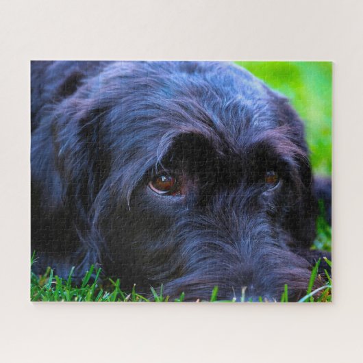 Puzzle Chien du Labrador. (Horizontal)